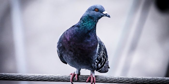Here's Why American Cities Are Chock-Full of Pigeons