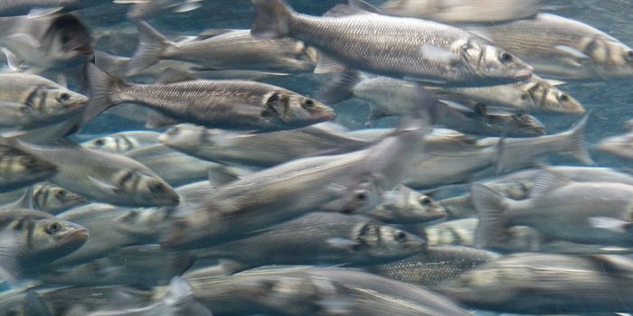 Different Predators Work Together to Corral a Swarm of Sardines