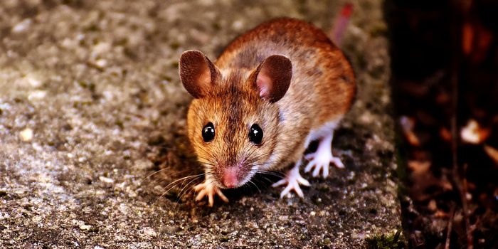Researchers Discover a Toggle Switch for Aggression in Male Mice