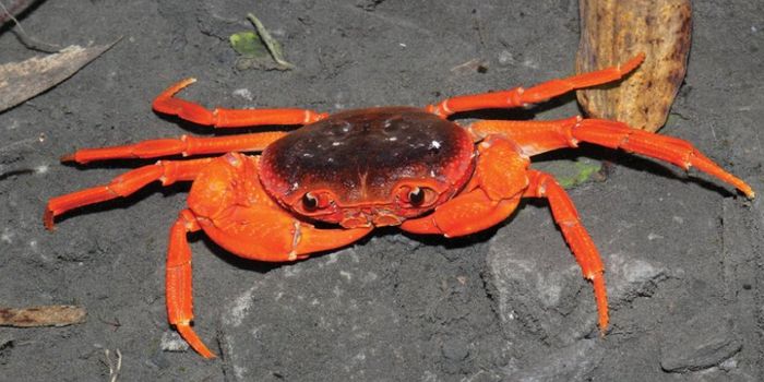 Scientists Find New Genus of Freshwater Crab in Chinese Pet Store