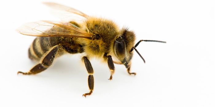The buzz about bee viruses