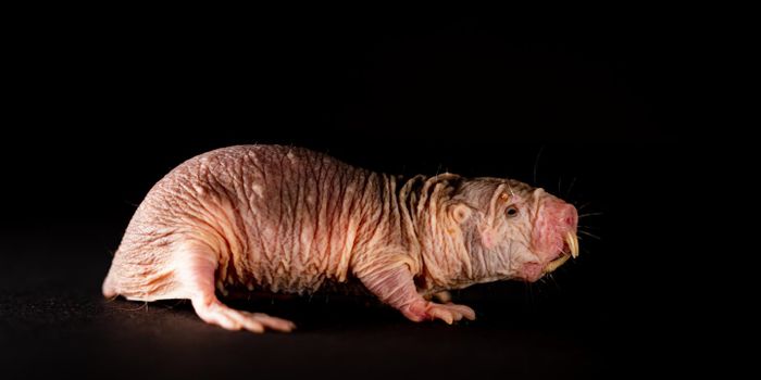The Vocal Dialects of Naked Mole Rats