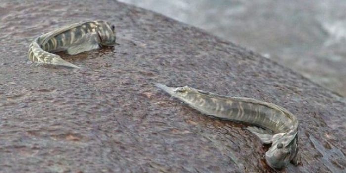 Why These Fish Are Finding a Way to Cope on Land