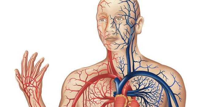 How baroreceptors do blood pressure sensing