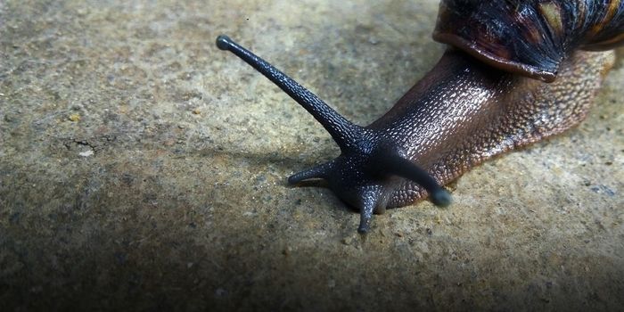 The Merciless Rare Giant Snail Devours Earthworms