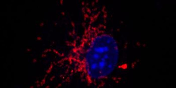 Immune System Conserves Energy By Altering Metabolism