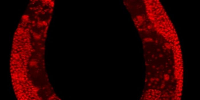 A Worm Brain in a Robot?