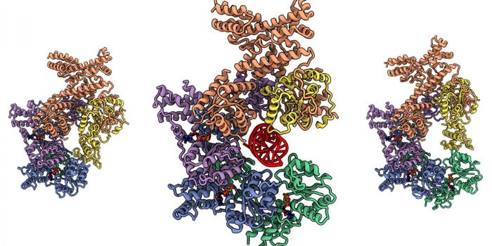 Replicating the Genome With a Twist
