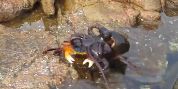 Octopus takes crab down