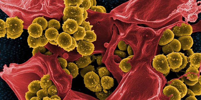 Investigating New Ways to Diagnose a Heart of Bone