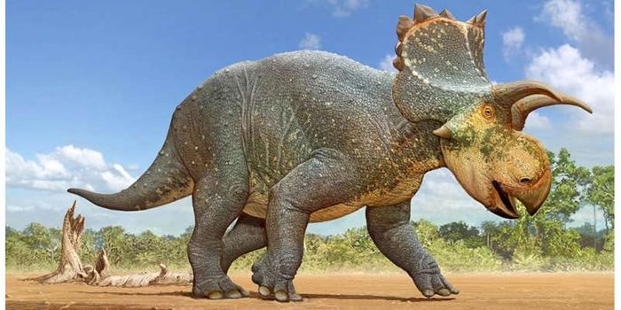 Newly Discovered Species of Dinosaur Was Related to Triceratops