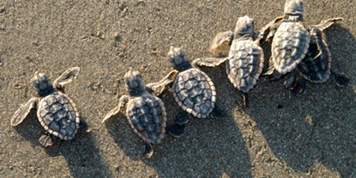 The cost of conservation