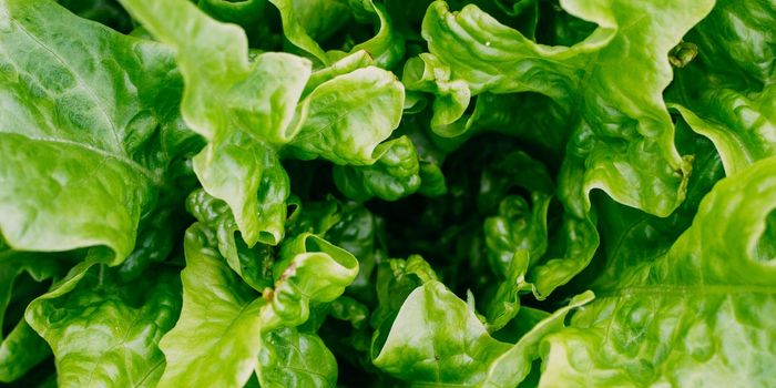 Genetically-modified Lettuce Could Help Prevent Bone Density Loss in Astronauts