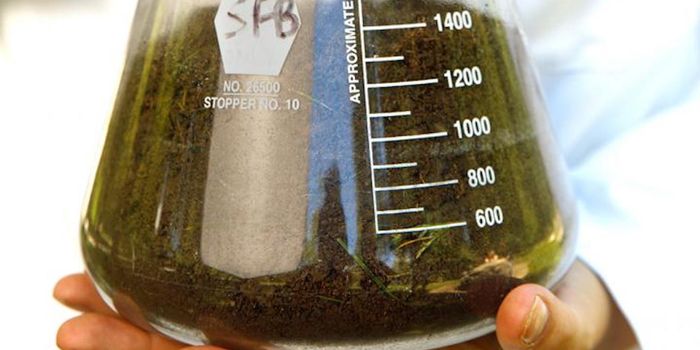 Potential new Tuberculosis Treatment Found in Dirt