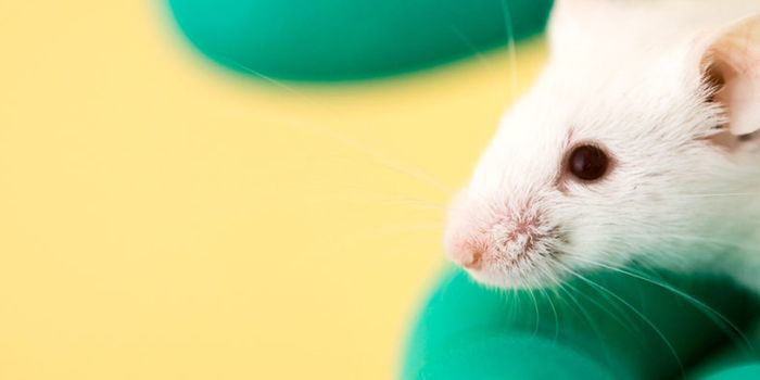 Vaccine keeps mice from getting UTIs
