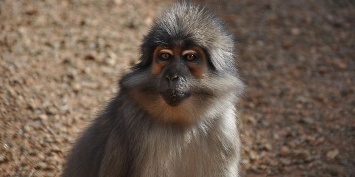 How A West African Monkey Avoids AIDS