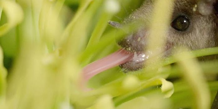 What Links Bats and Tequila?