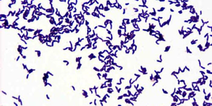 Sunscreen, from bacteria?