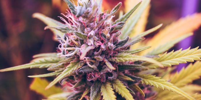 Scientists Discover Cannabinoid 30 Times Stronger than THC