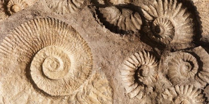 Dead Cells Can Teach Us About Life's Origins