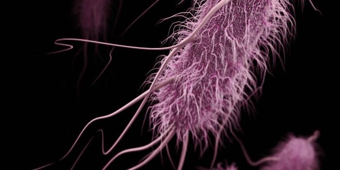 A Virulent, Drug-Resistant E. coli Strain Has Been Identified in Patients