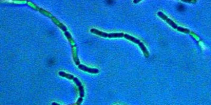 How Popular Probiotic Helps the Gut