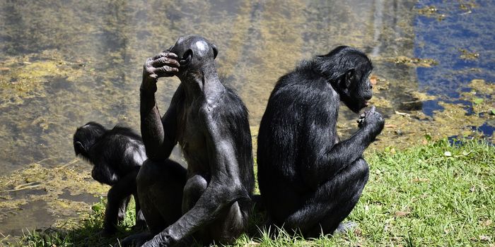 Gestures Made By Bonobos and Chimps Share Similar Meanings