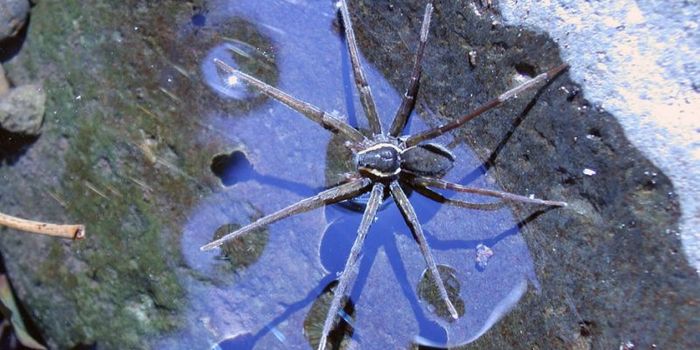 Scientists Discover a Spider That Eats Fish
