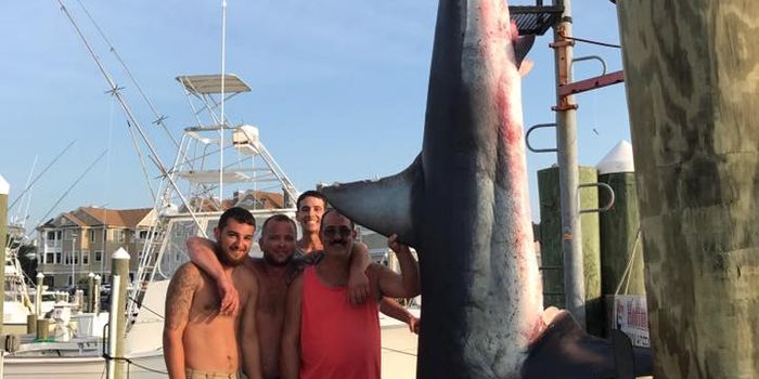 Massive 926-Pound Mako Shark Caught Off New Jersey's Coast
