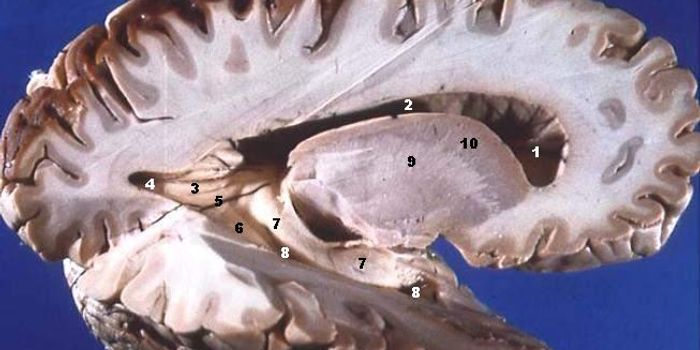 As a brain ages, decision-making becomes more difficult