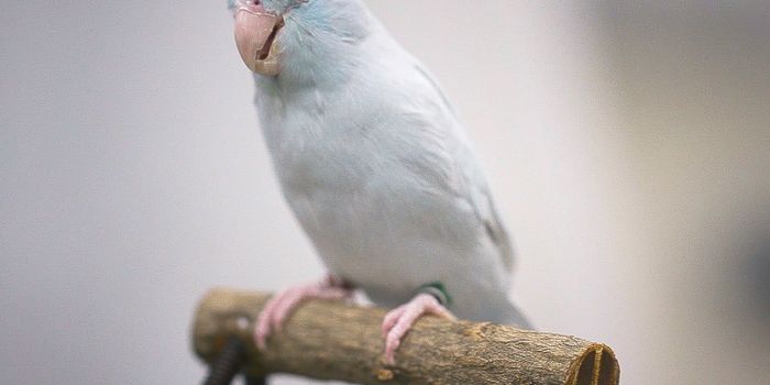 Can Robots Land Like Birds?