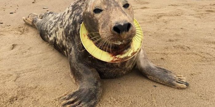 A Seal is Rescued After Sustaining Neck Injuries from a Toy