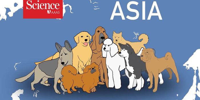 Dogs may Have Been Domesticated Twice