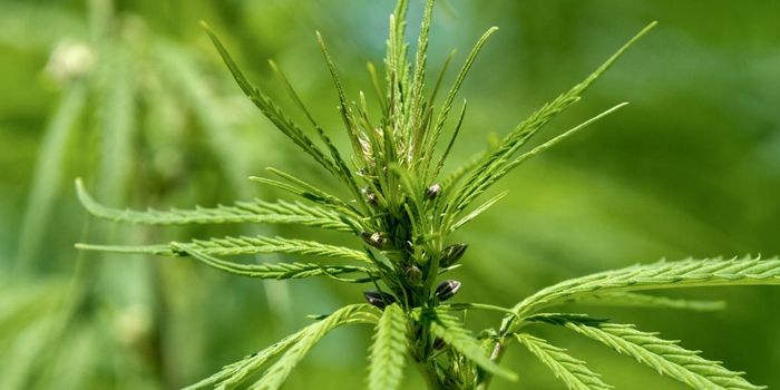 Cannabis May Reduce Pain in Treatment-Resistant Fibromyalgia