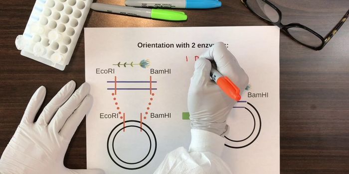 PCR Primer Design for Cloning by Restriction Enzyme