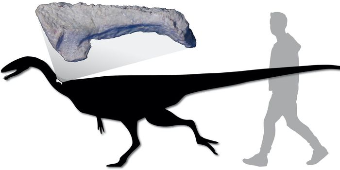 Noasaurid Fossil Confirms Cretaceous Existence on Australia