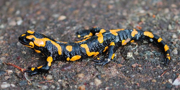 Who do we save? Optimizing conservation dollars