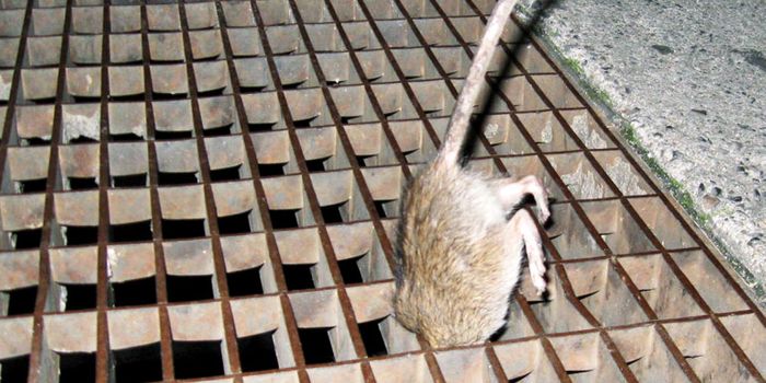 Could NYC rats be a harbor for the plague?