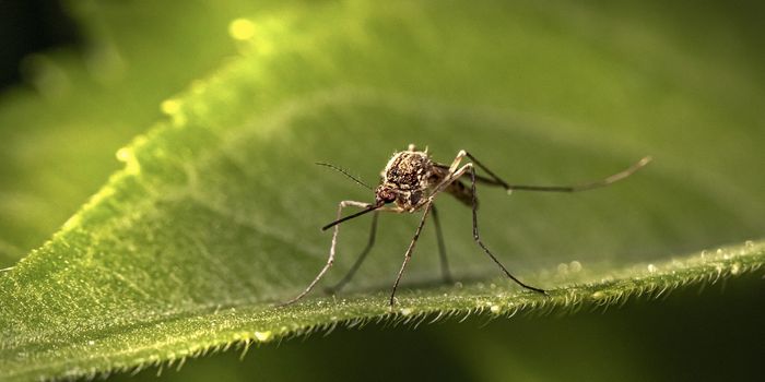 Second Most Common Malaria Parasite is an Underappreciated Threat