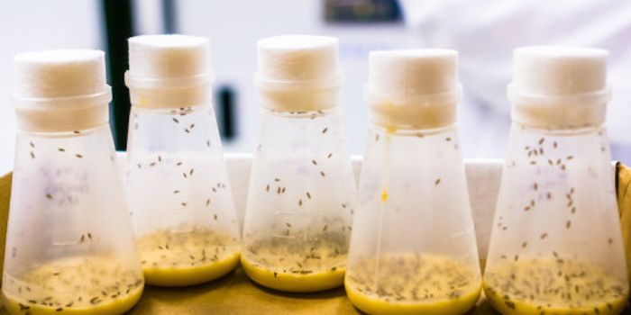 Triple Drug Combo Extends Fruit Fly Lifespan