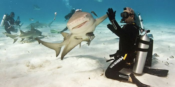 High Five From A Shark?