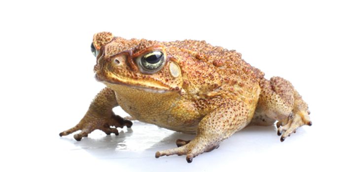 Cane Toads Potentially Lucrative Export in Cancer Fight