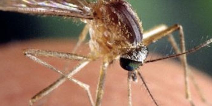 West Nile Virus May Now Have a Treatment