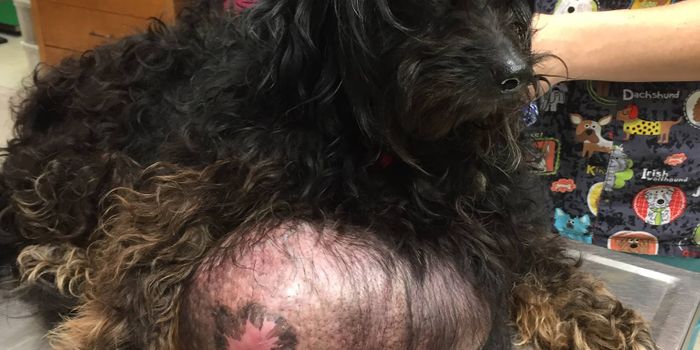 Oreo the Poodle Had a Soccer Ball-Sized Tumor Removed