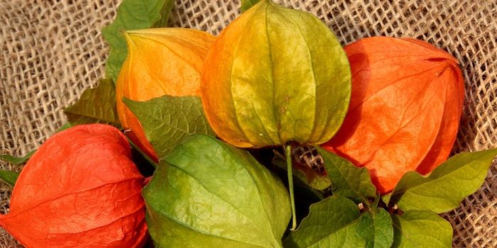 Groundcherries May be Coming Soon to a Market Near You