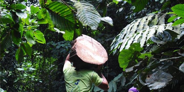 Correcting Carbon Calculations in the Rainforest