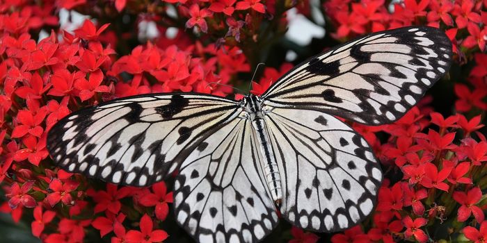 New Technology Inspired by Butterflies Can Detect Cancer