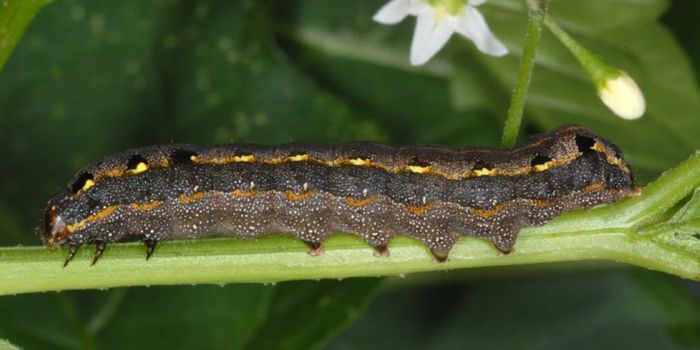 Moth gut microbe makes antibiotic