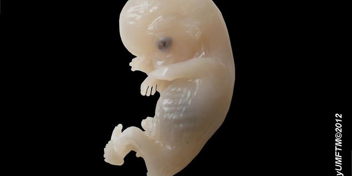 Uncovering Genetic Mutations Impacting Autism Risk