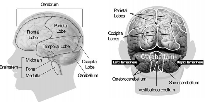 Human and Neandertal Brains are Similar in their Capacity to Learn